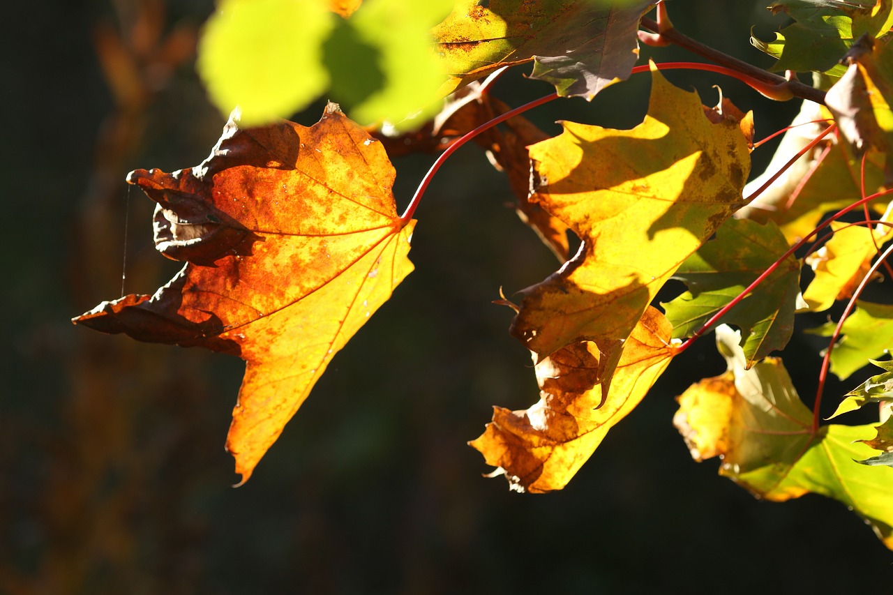 leaves  autumn  fall free photo