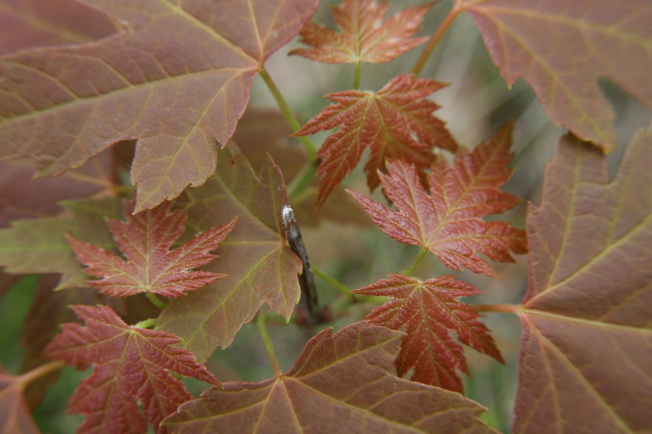 leaves  red  sapling free photo