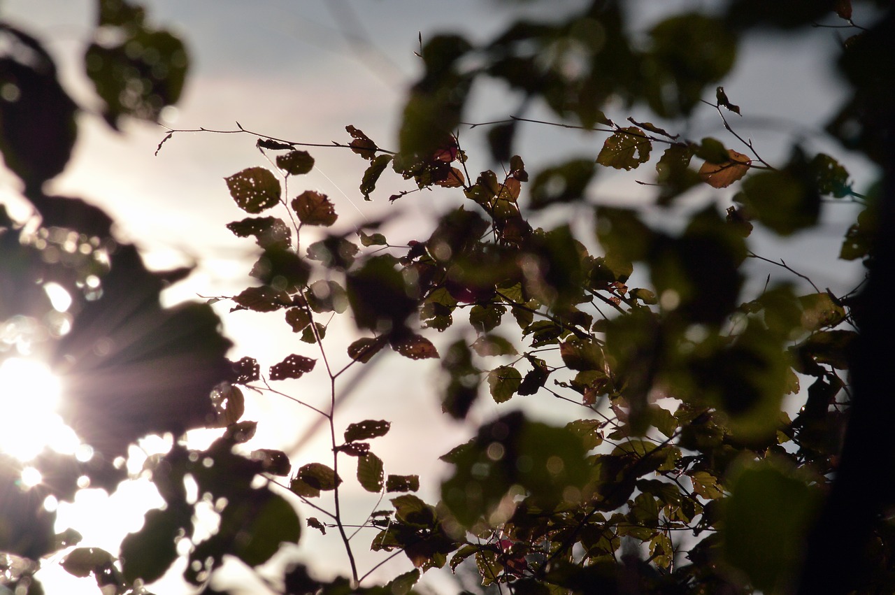 leaves  backlighting  sun free photo