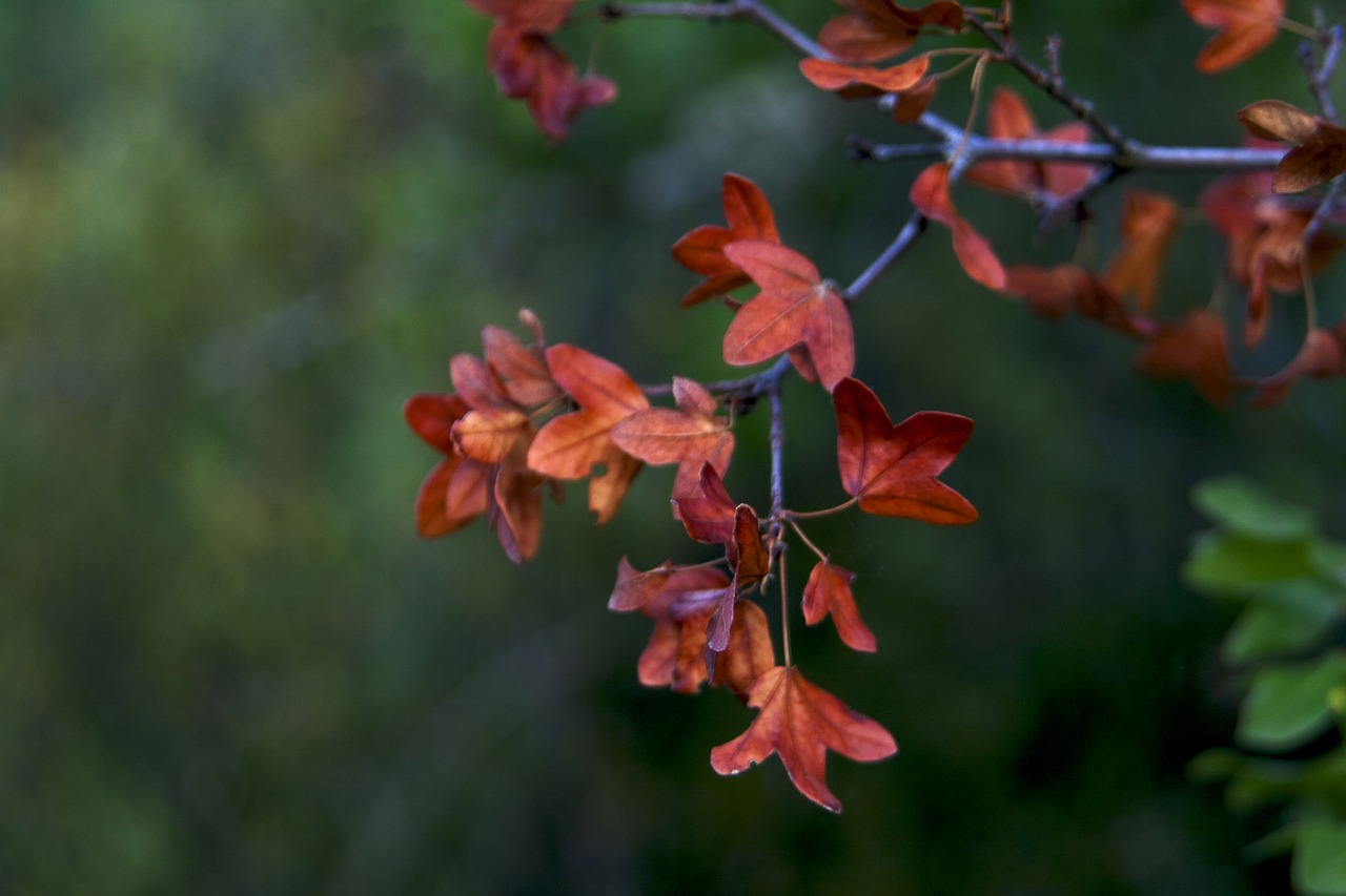 leaves  autumn  nature free photo