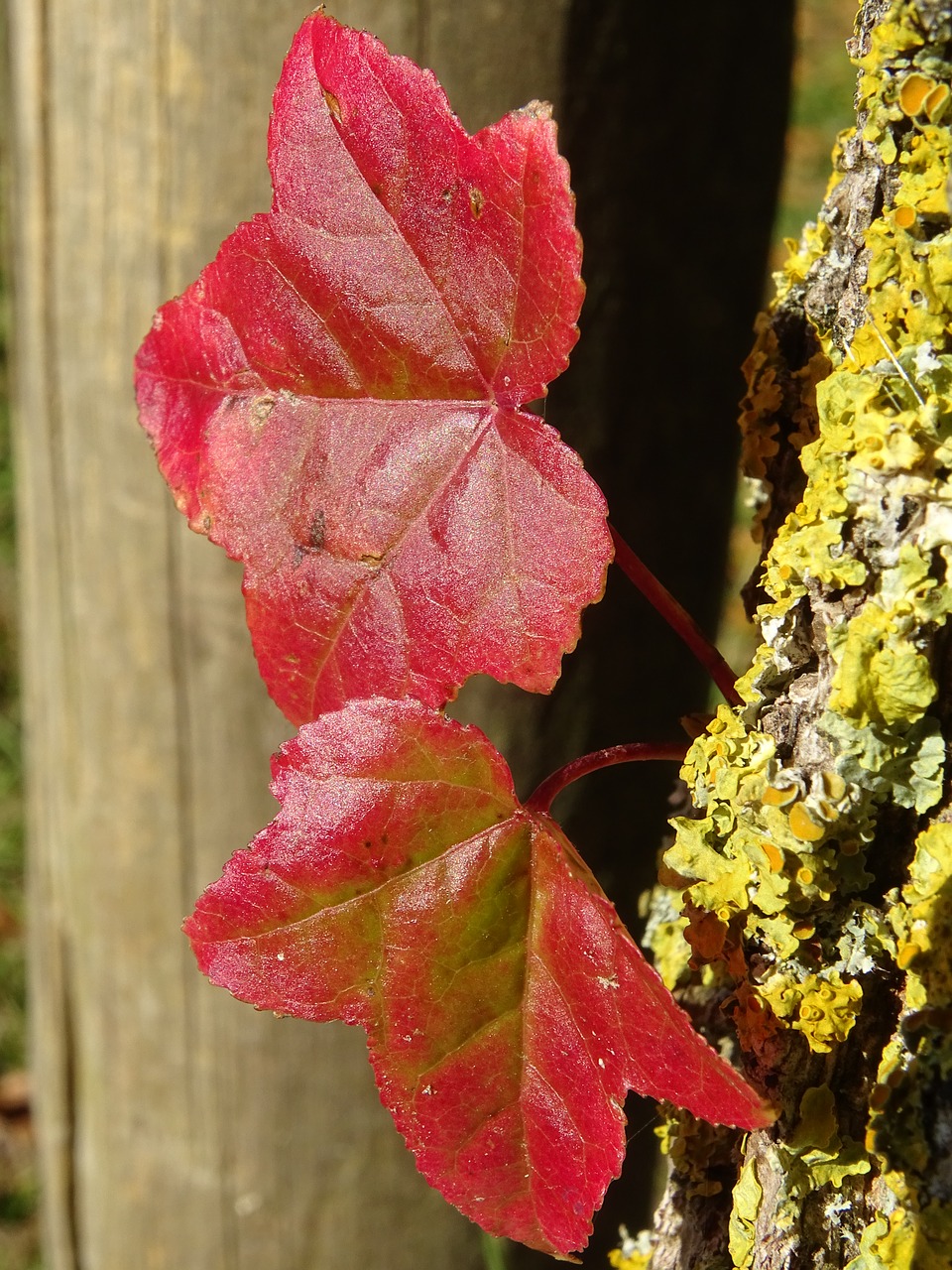 leaves  red  maple free photo