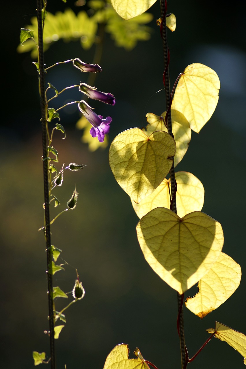 leaves  bright  green free photo