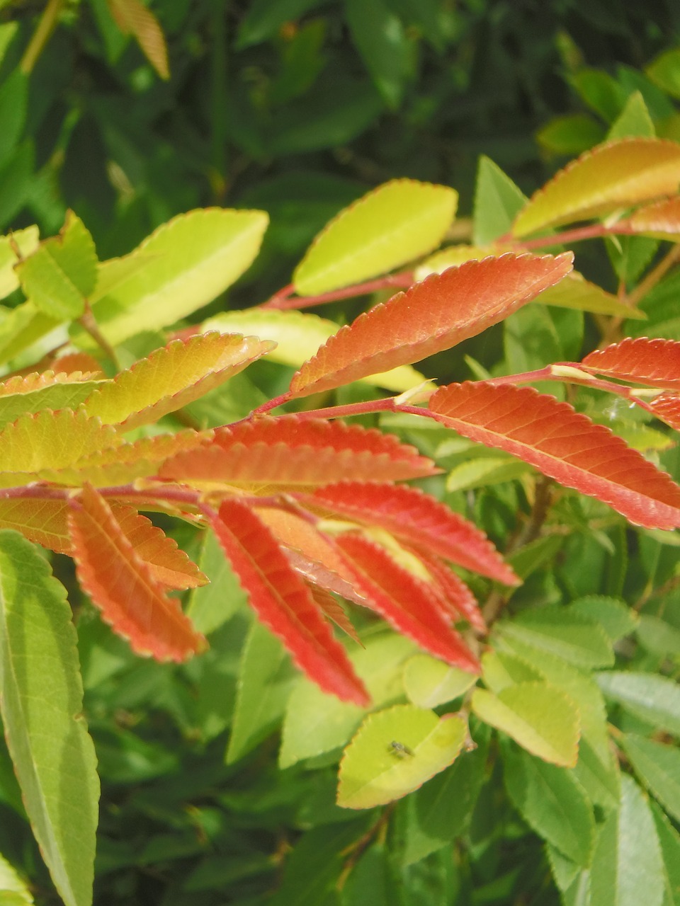 leaves  orange  green free photo