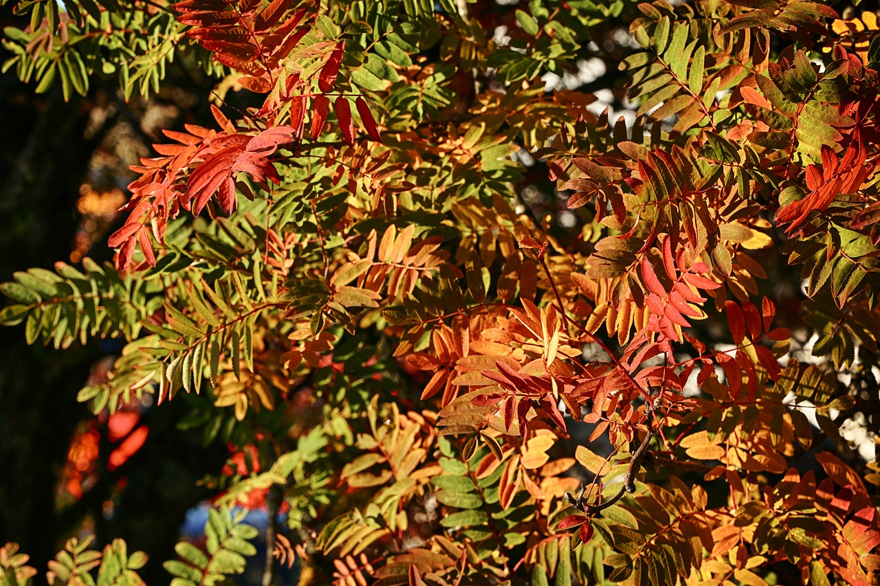 leaves  autumn  fall free photo