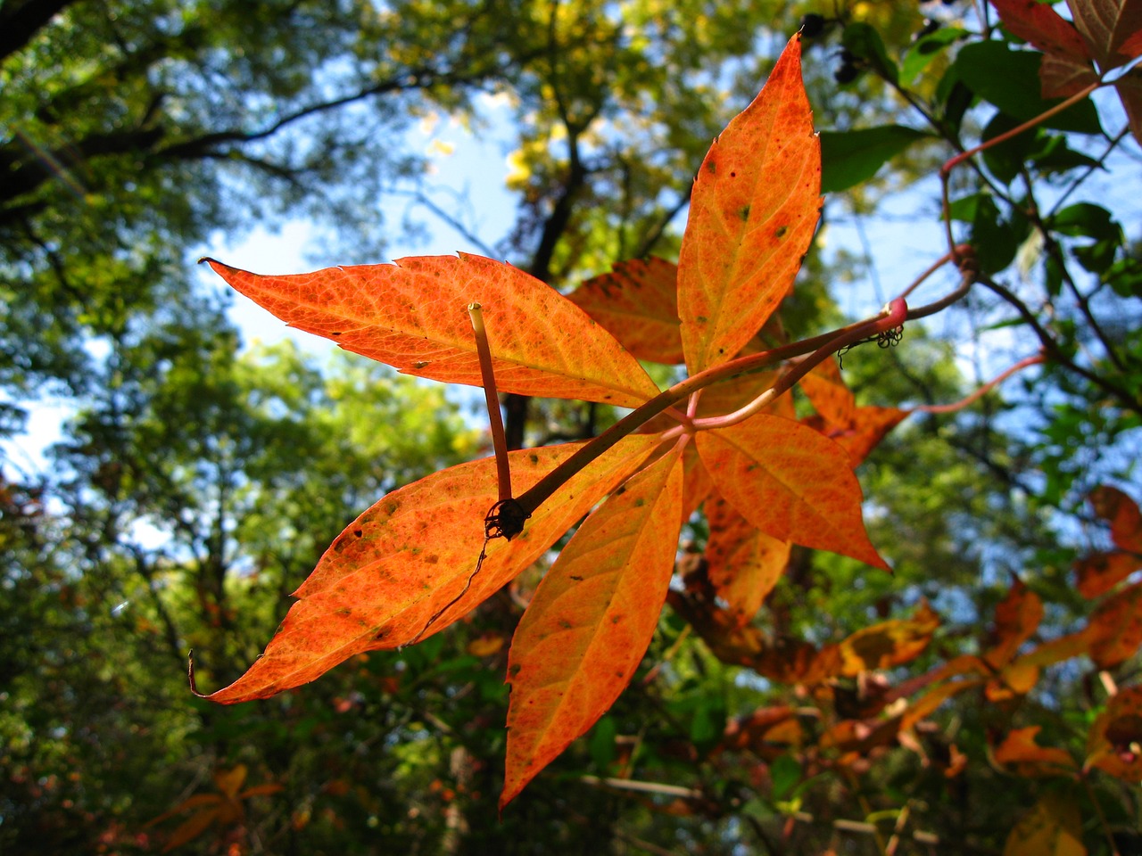 leaves  nature  red free photo