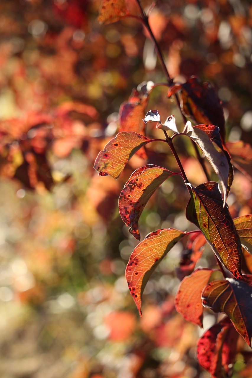 leaves  bush  nature free photo