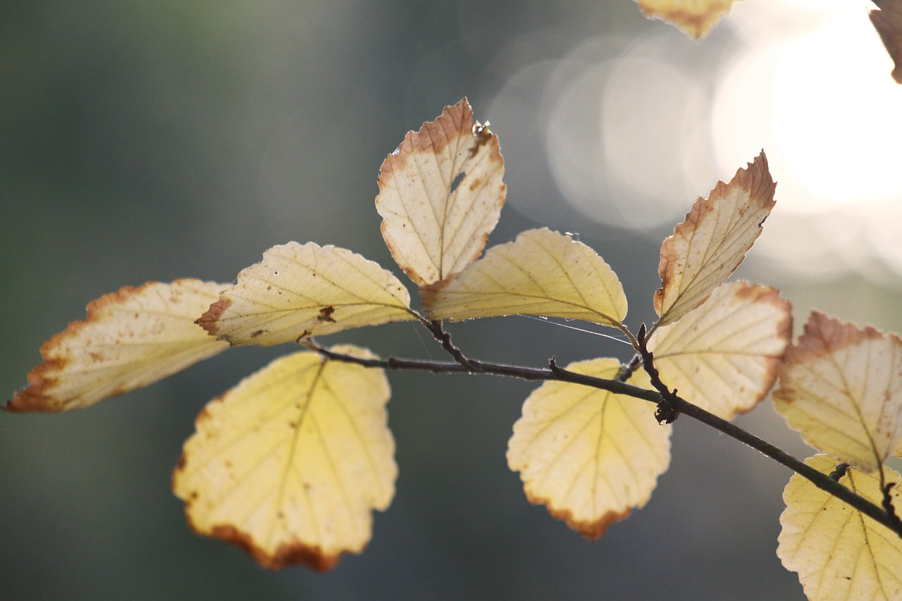 leaves  fall  nature free photo