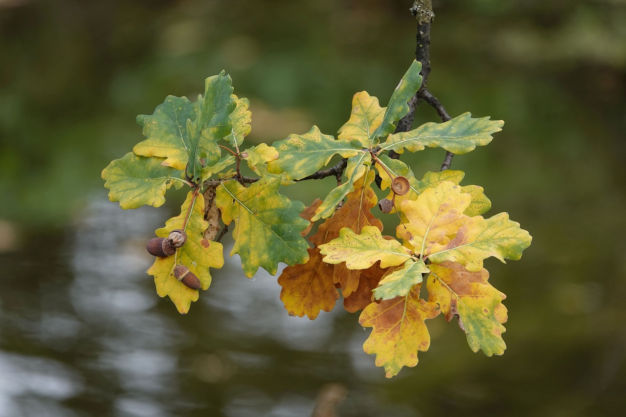 leaves  acorn  autumn free photo