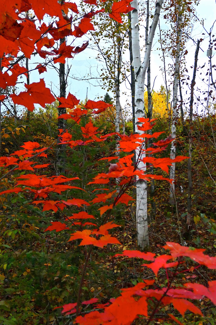 leaves  fall  birch free photo