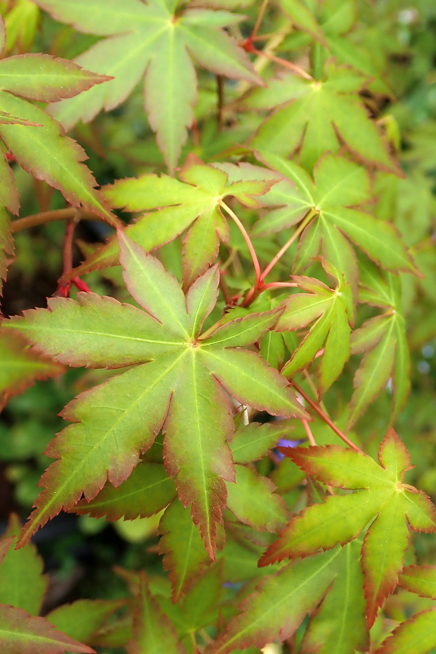 leaves  maple  spring free photo