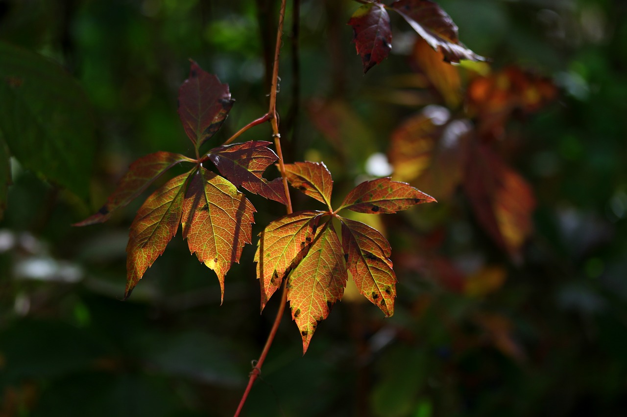 leaves  yellow  autumn free photo