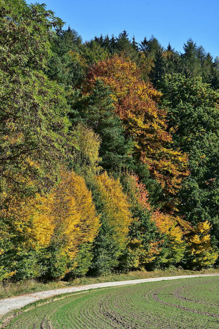 leaves  deciduous tree  autumn free photo