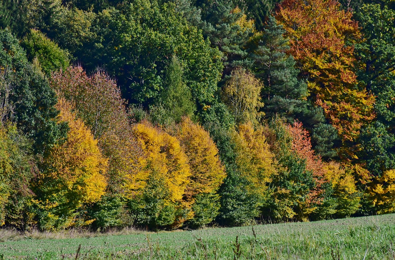 leaves  deciduous tree  autumn free photo