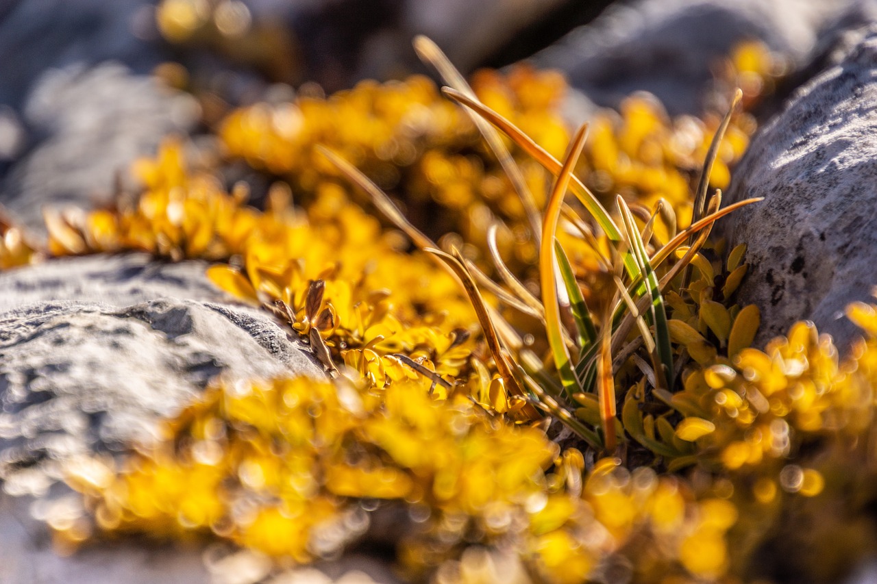 leaves  grass  mountain free photo