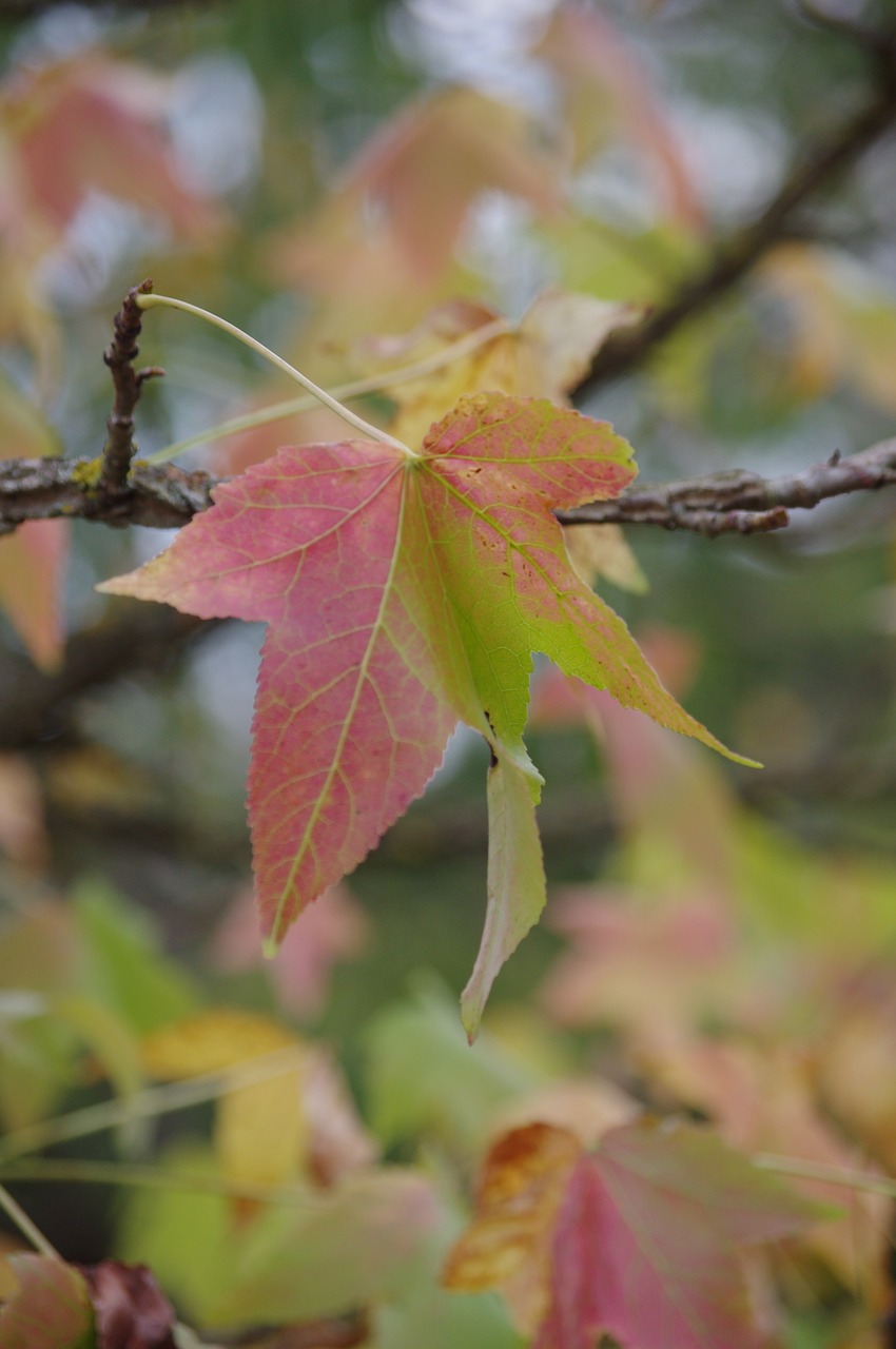 leaves  fall  nature free photo