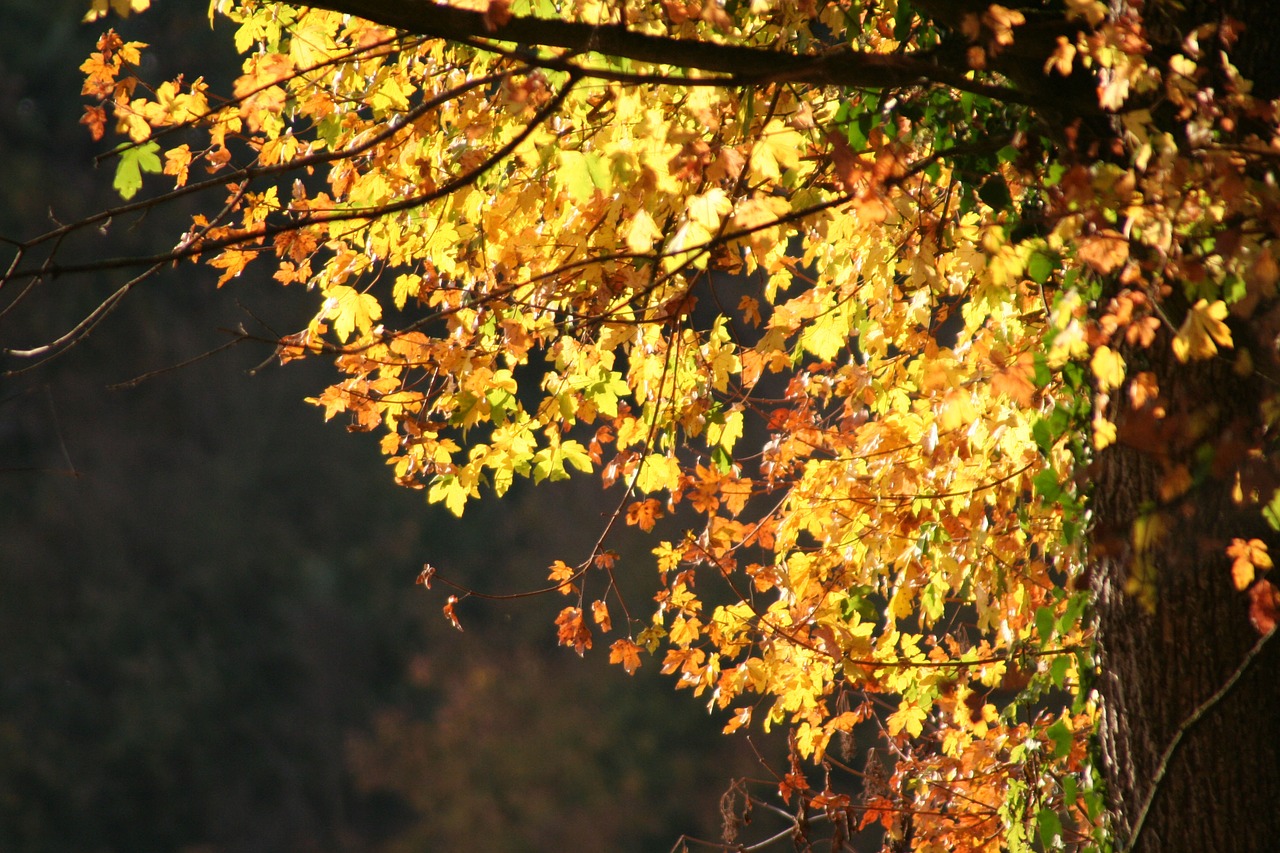 leaves  trees  autumn free photo