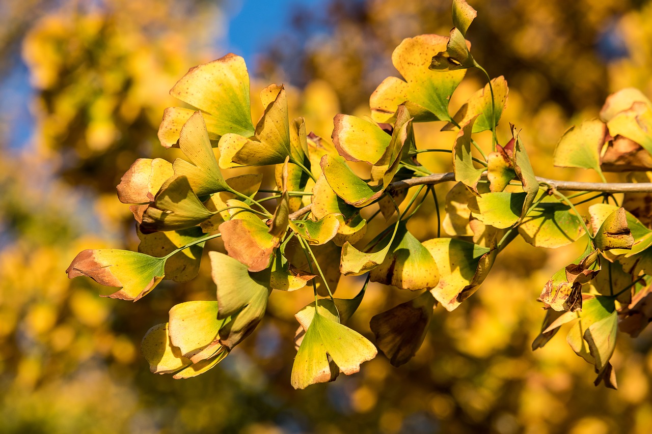 leaves  tree  autumn free photo