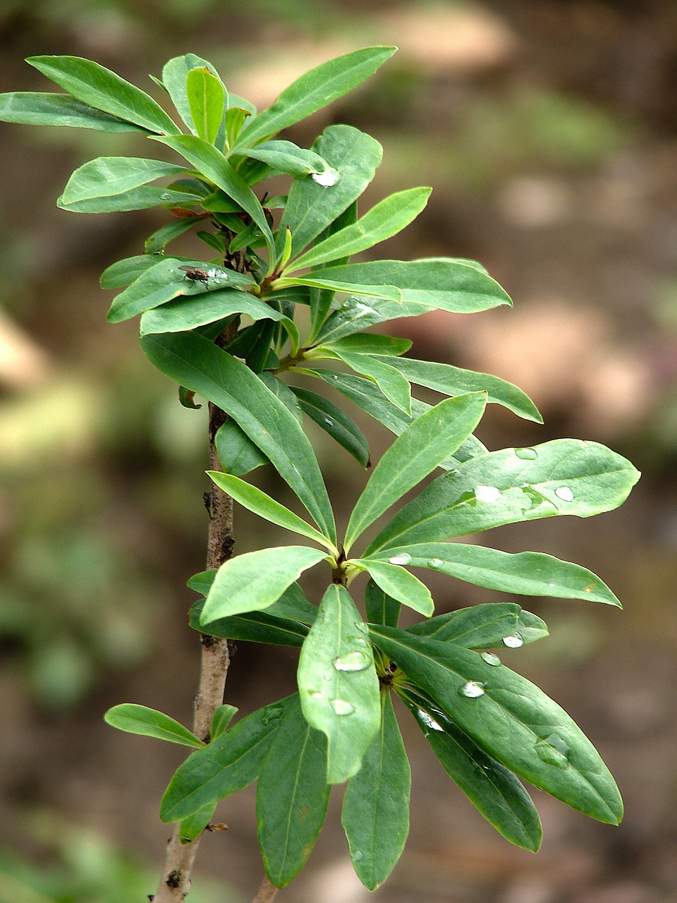 leaves bush close free photo