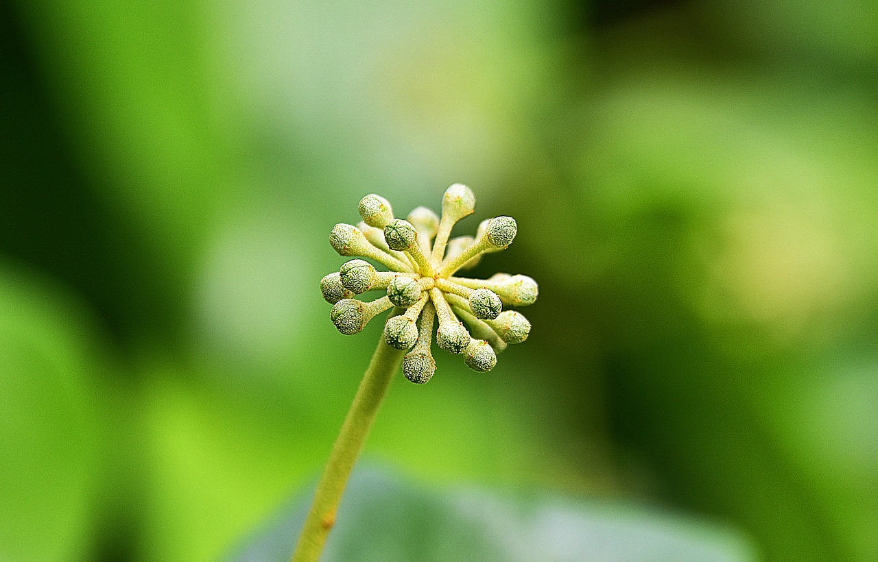 leaves  flowers  garden free photo