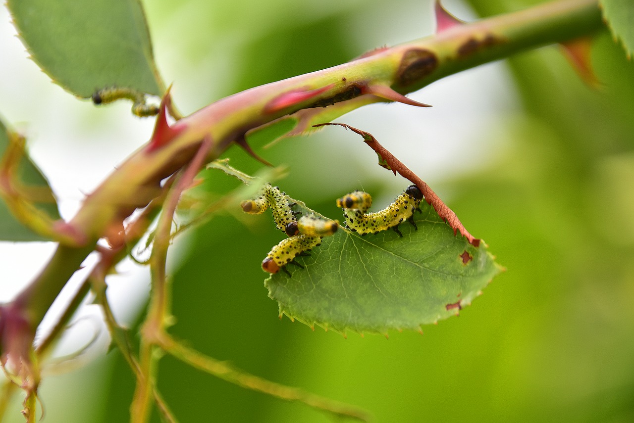 leaves  thorns  caterpillars free photo