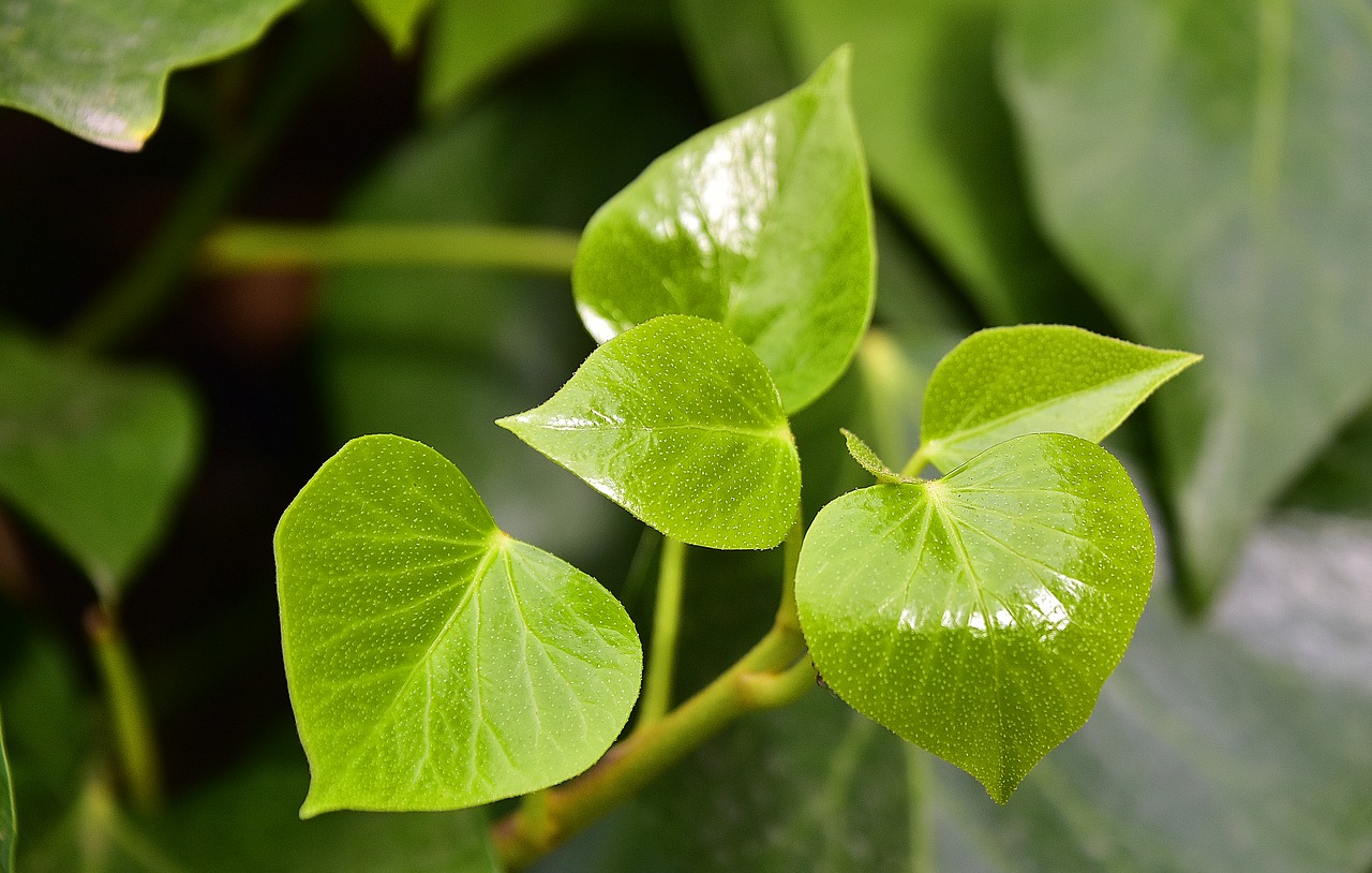 leaves  flowers  garden free photo