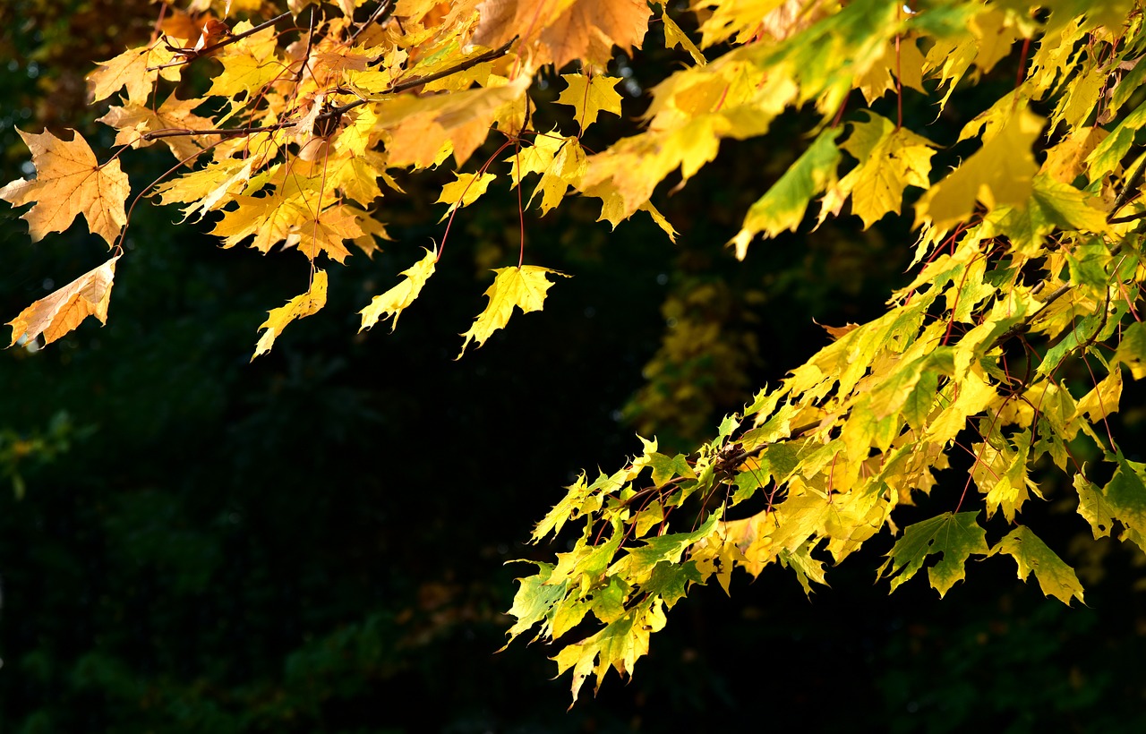 leaves  maple  autumn free photo