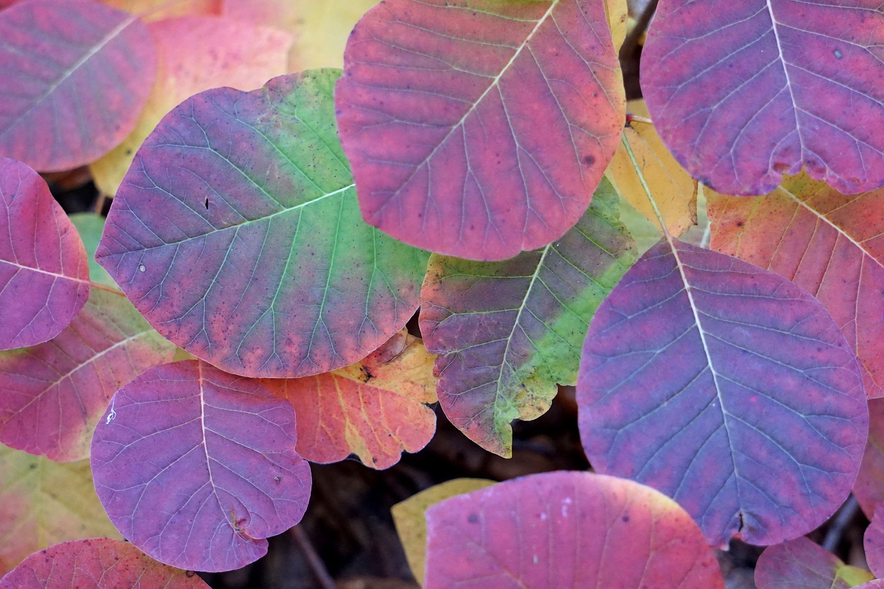 leaves  fall foliage  autumn free photo