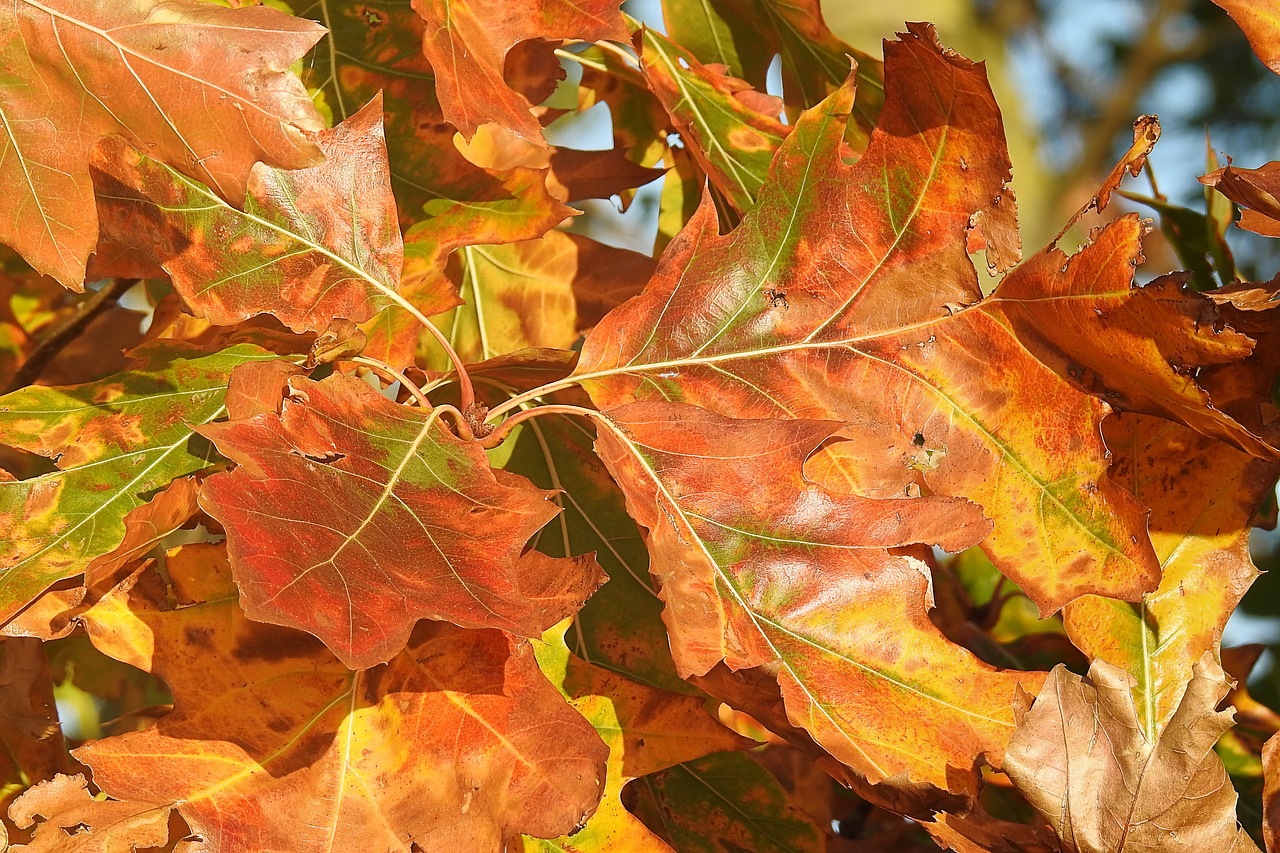 leaves  oak leaves  autumn free photo