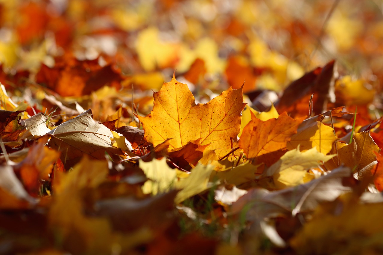 leaves  colors  autumn free photo