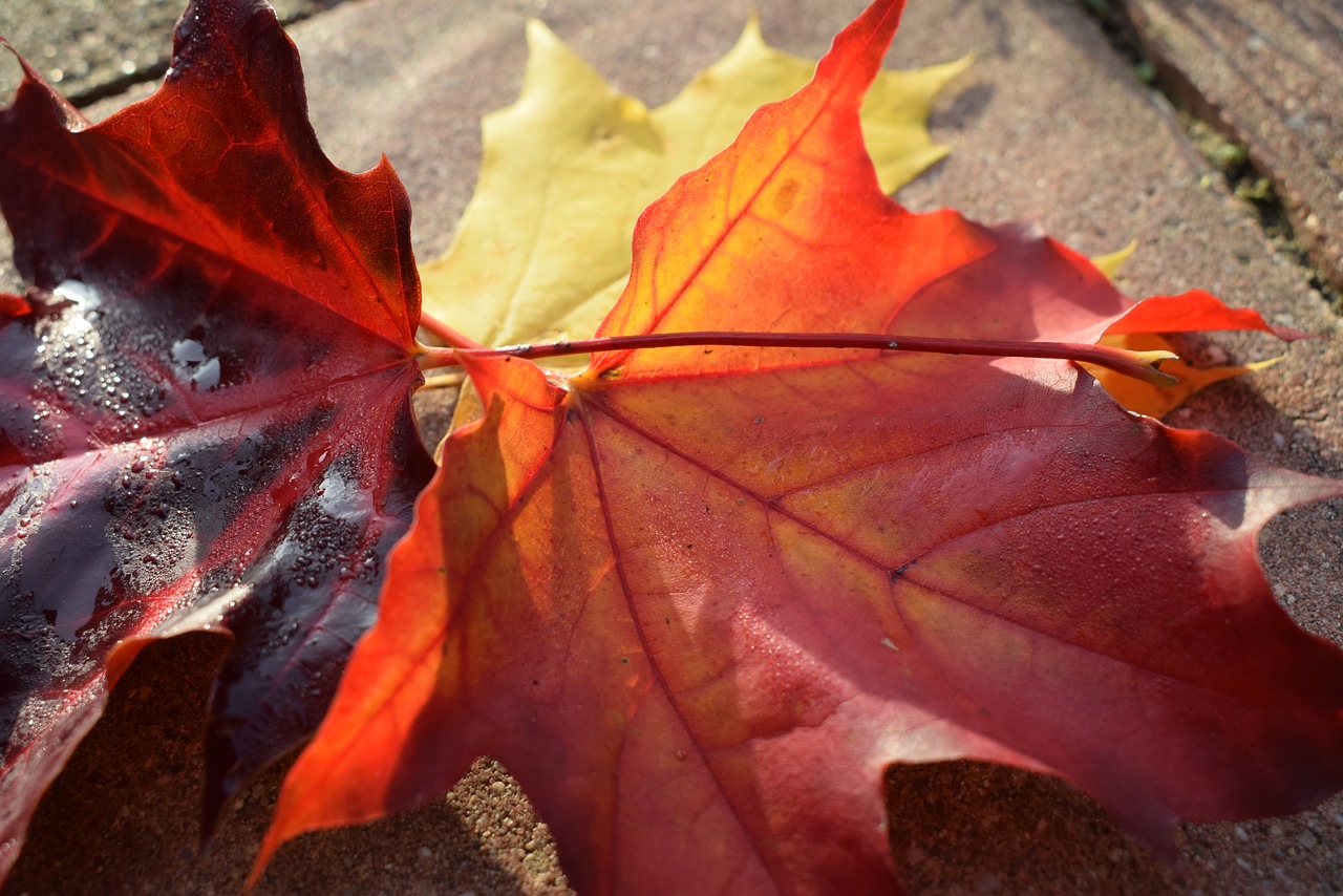 leaves  autumn  maple free photo