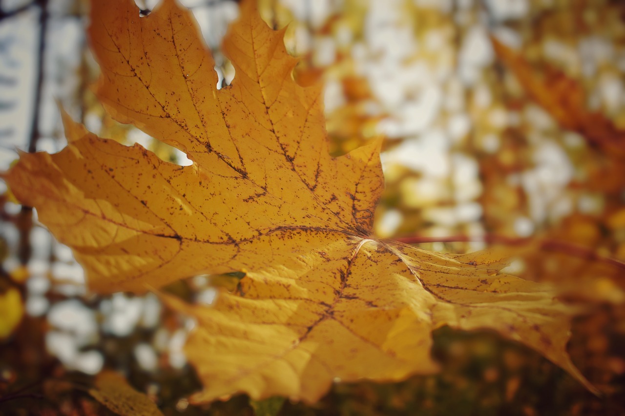 leaves  autumn  sheet free photo