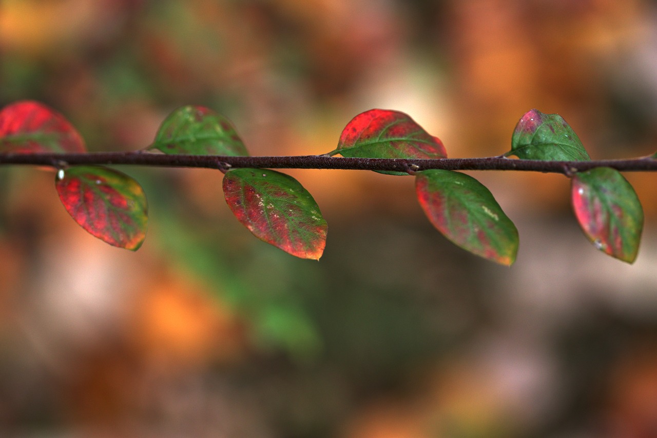 leaves  red  casey free photo