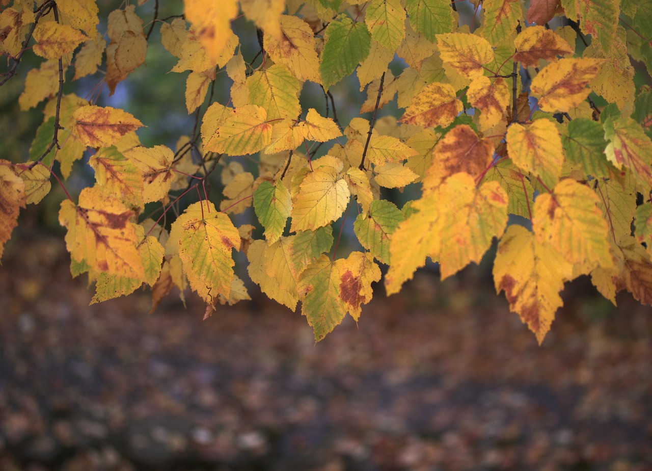 leaves  yellow  casey free photo