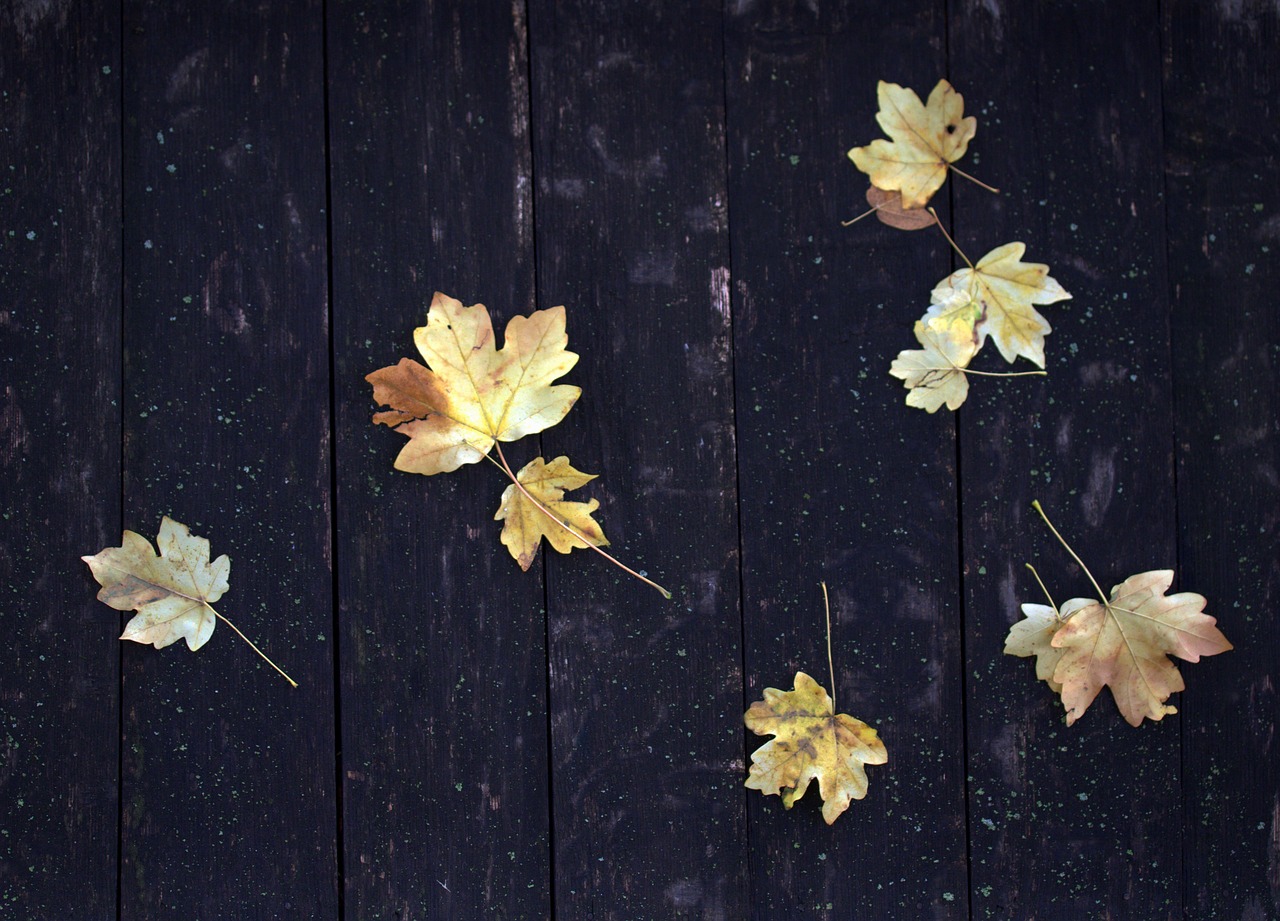 leaves  yellow  roof free photo