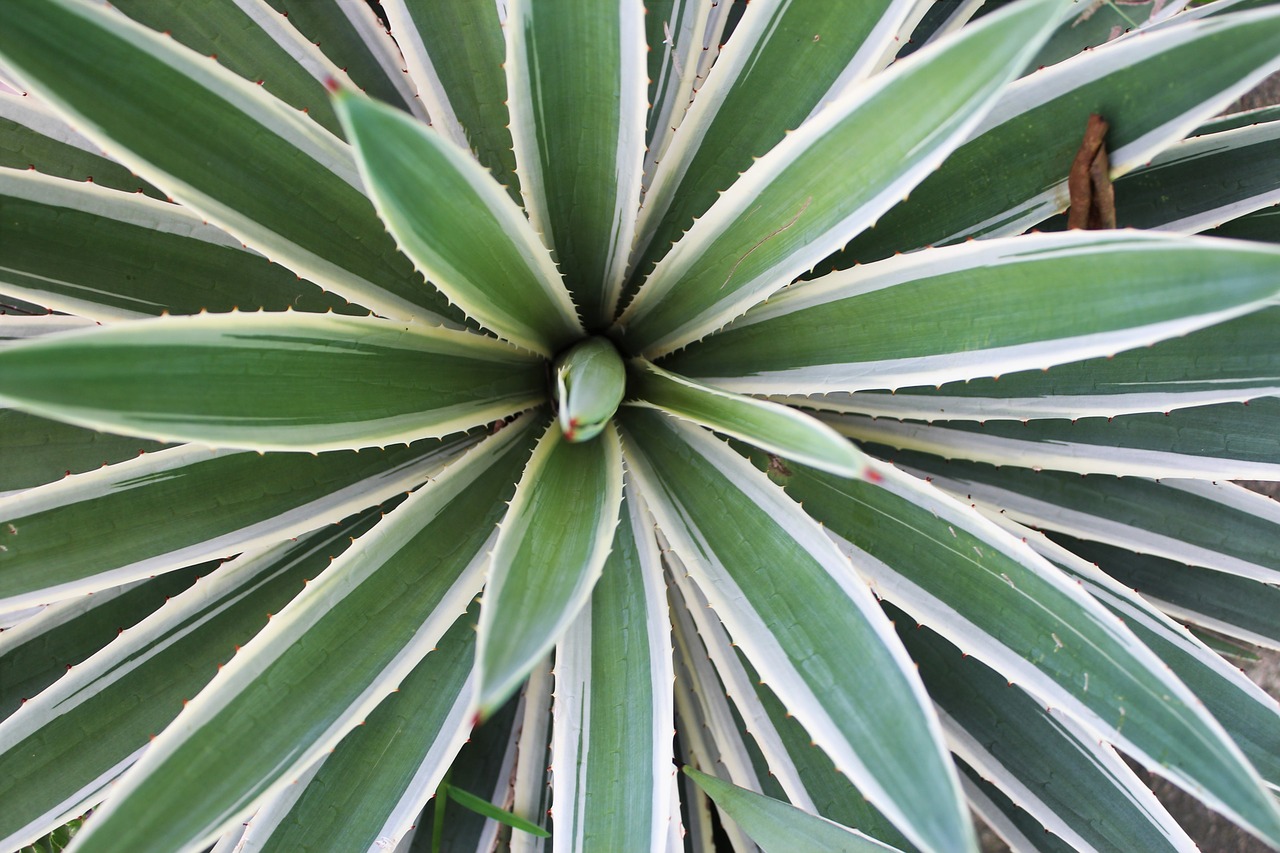 leaves  plant  green free photo