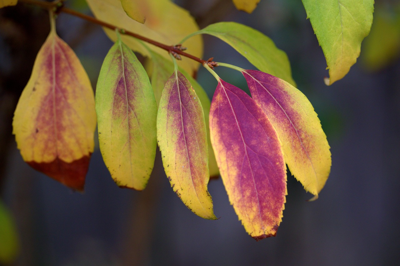 leaves  yellow  red free photo