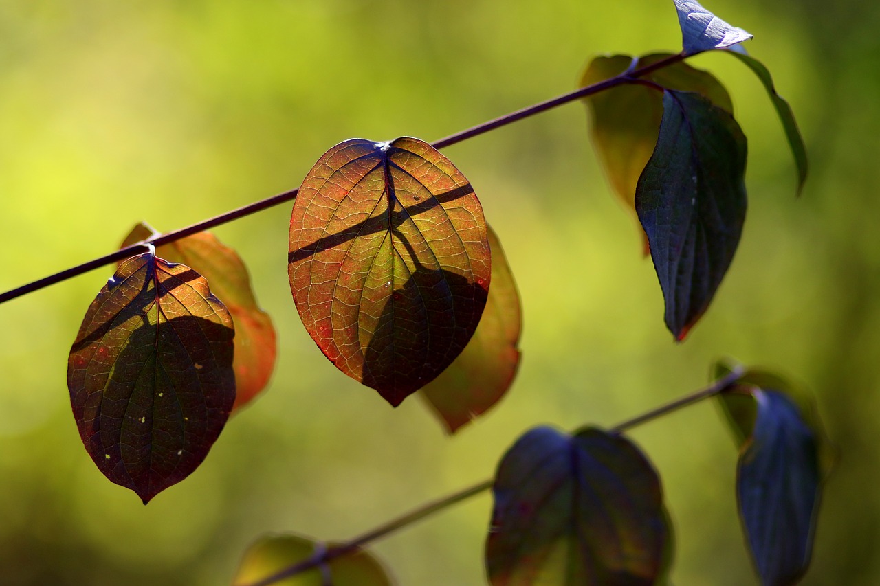 leaves  yellow  red free photo