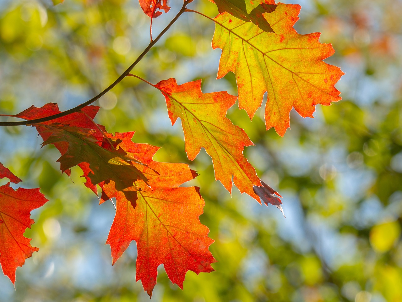 leaves  fall color  colorful free photo