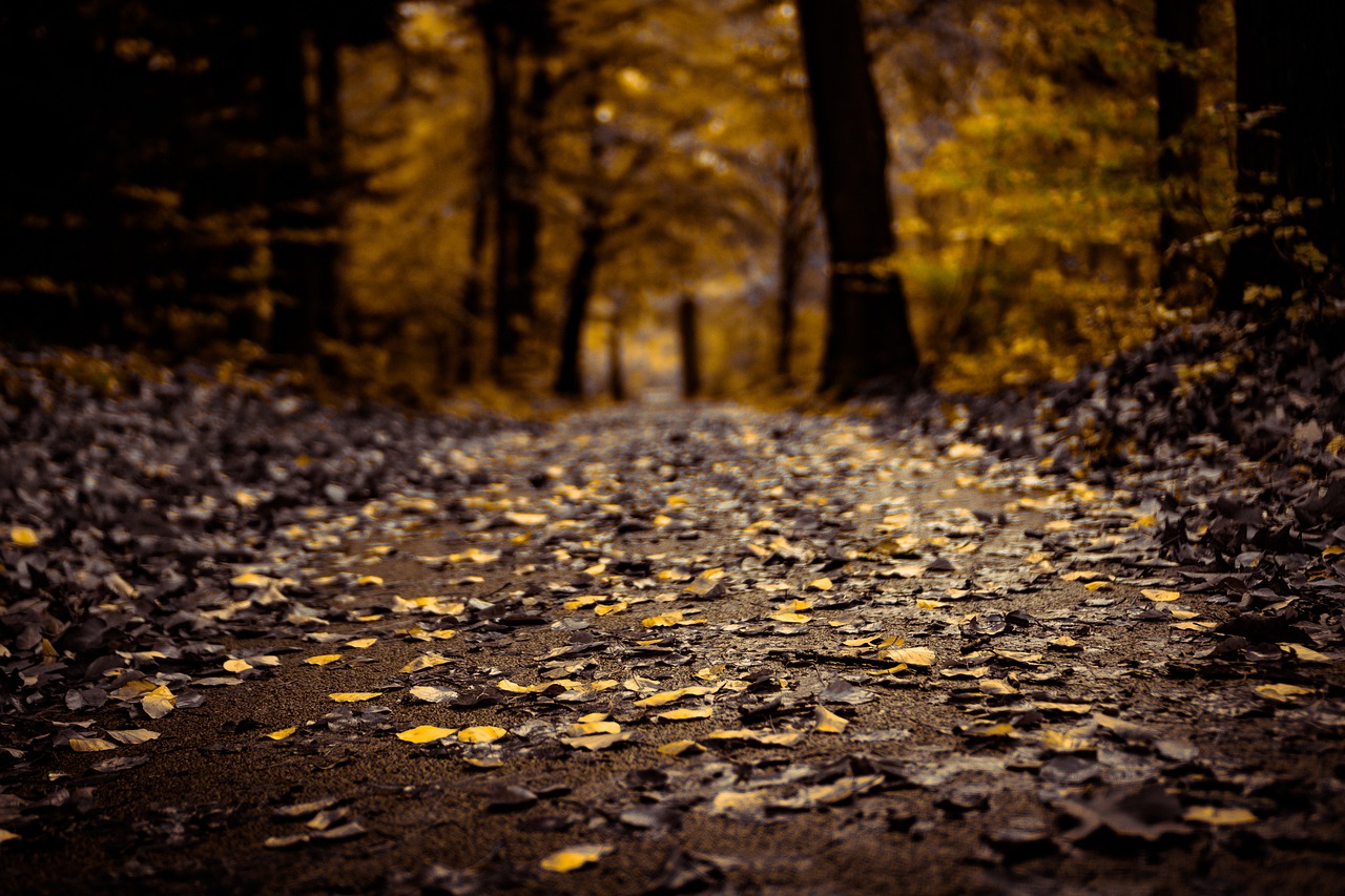 leaves  yellow  road free photo