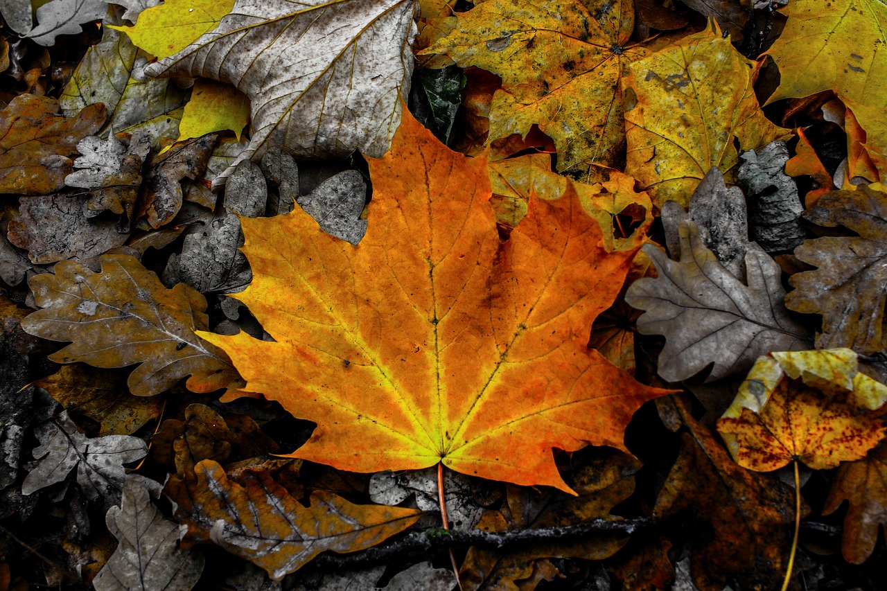 leaves  leaf  autumn free photo