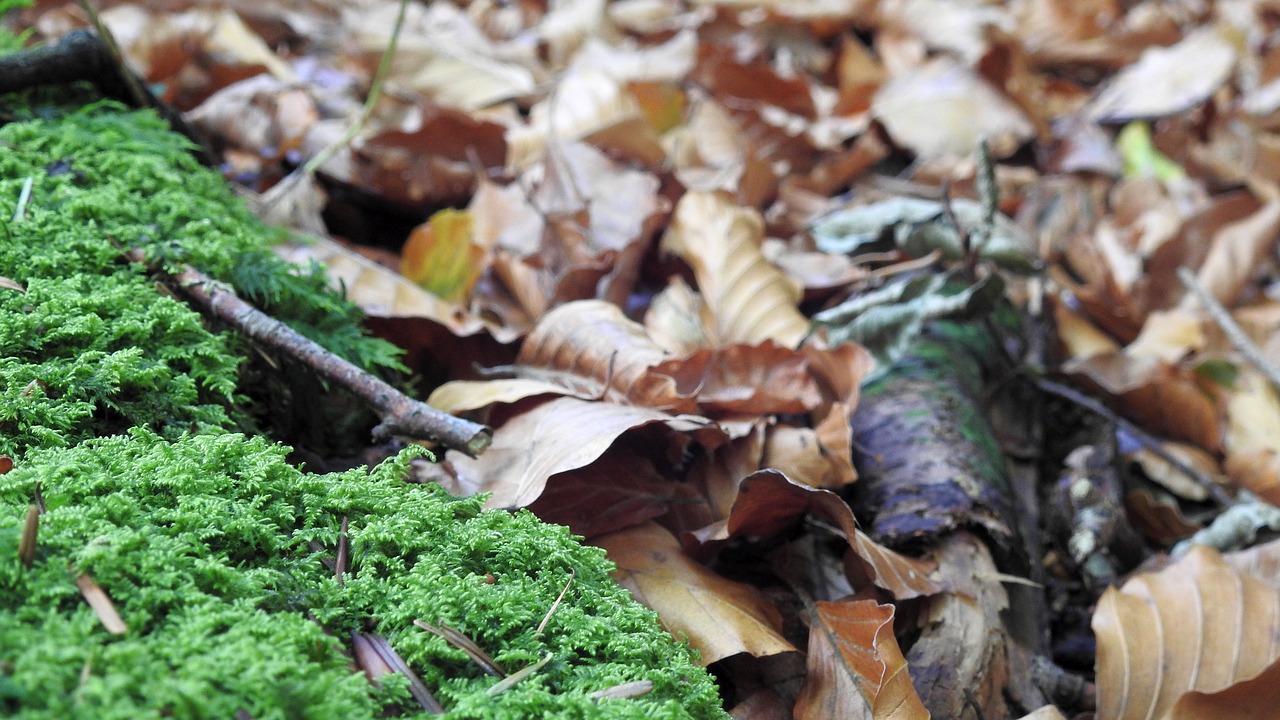 leaves  forest  moss free photo