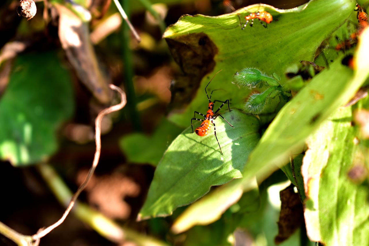 leaves  insect  garden free photo