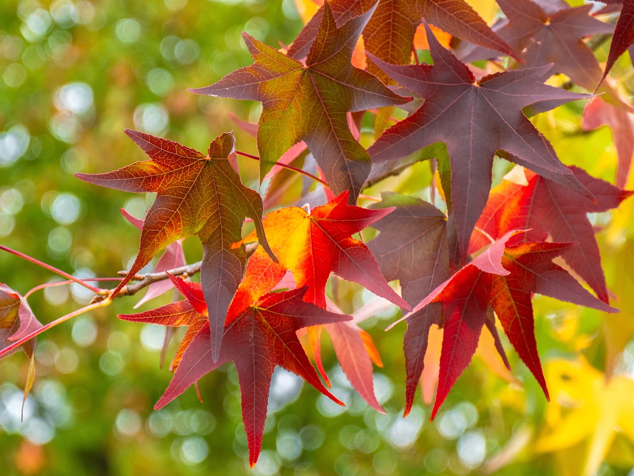 leaves  maple leaves  autumn colours free photo