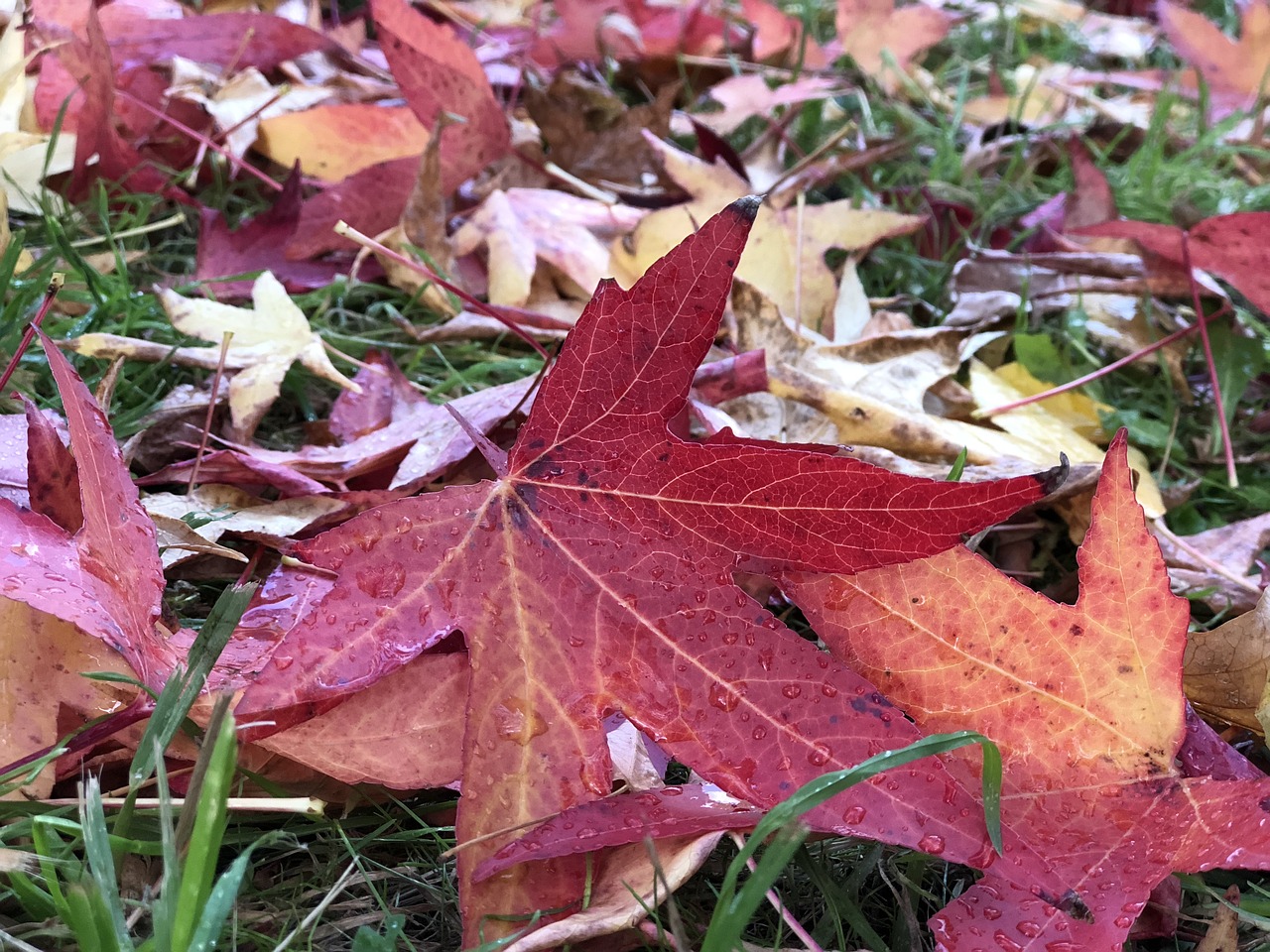 leaves  closeup  foliage free photo