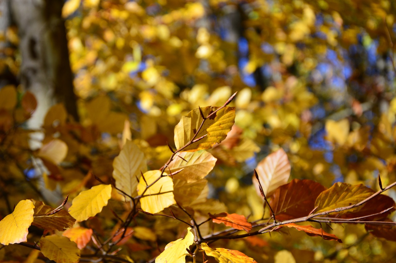 leaves  fall foliage  fall leaves free photo