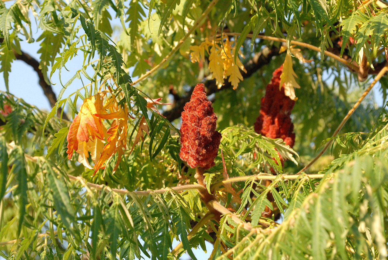 leaves  autumn  colorful free photo