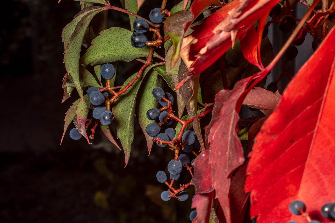 leaves  autumn  fall foliage free photo