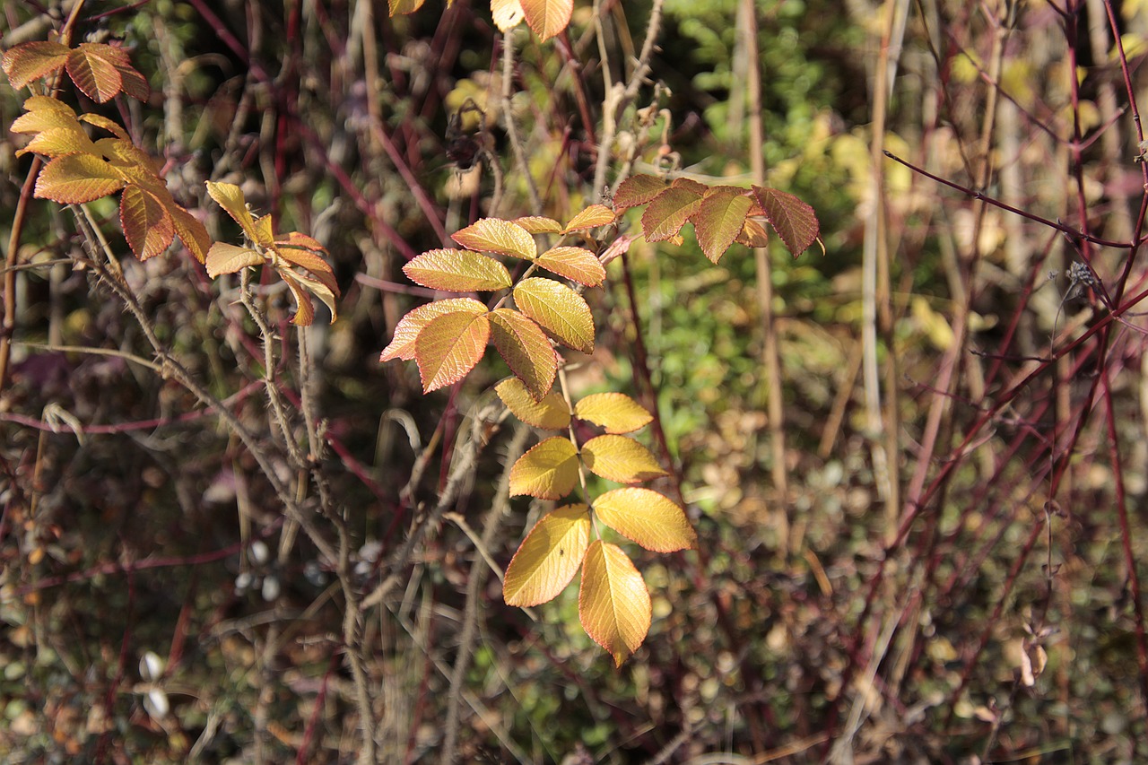 leaves  autumn  nature free photo