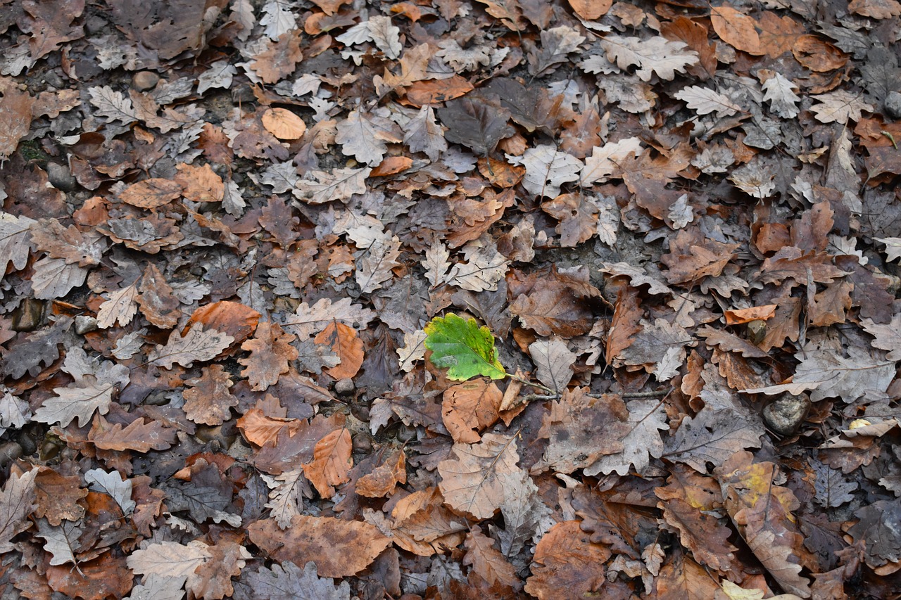 leaves  fall  leaf free photo