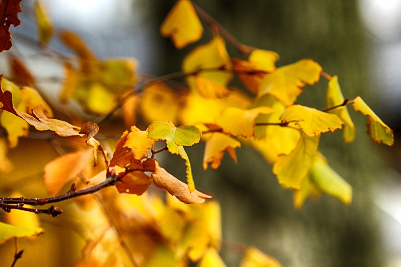 leaves  nature  autumn free photo